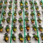 Coleotteri del genere Carabus appartenenti alla Collezione Agostini Gressel